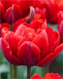 {{photo.Alt || photo.Description || 'Тюльпан Red Princess'}}