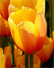 {{photo.Alt || photo.Description || 'Тюльпан Apeldoorn's Elite'}}