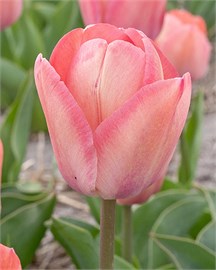 {{photo.Alt || photo.Description || 'Тюльпан Apricot Pride'}}