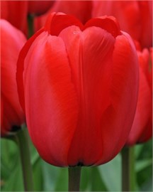 {{photo.Alt || photo.Description || 'Тюльпан Red Impression'}}