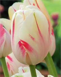 {{photo.Alt || photo.Description || 'Тюльпан Sorbet'}}