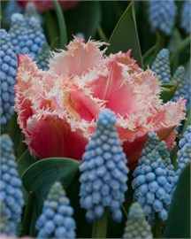 {{photo.Alt || photo.Description || 'Тюльпан Queensland'}}