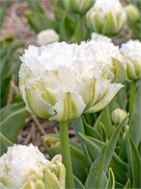 {{photo.Alt || photo.Description || 'Тюльпан Snow Crystal'}}
