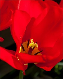 {{photo.Alt || photo.Description || 'Тюльпан Red Purissima'}}