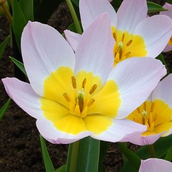 {{photo.Alt || photo.Description || 'Тюльпан bakeri Lilac Wonder'}}