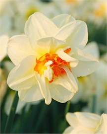 {{photo.Alt || photo.Description || 'Нарцисс Flower Drift'}}