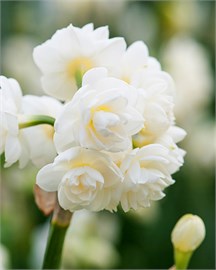 {{photo.Alt || photo.Description || 'Нарцисс Cheerfulness'}}