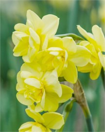 {{photo.Alt || photo.Description || 'Нарцисс Yellow Cheerfulness'}}