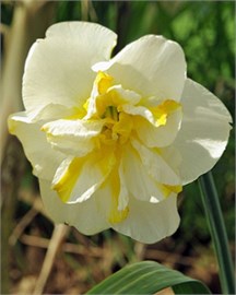 {{photo.Alt || photo.Description || 'Нарцисс Lemon Beauty'}}