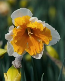 {{photo.Alt || photo.Description || 'Нарцисс Orangery'}}