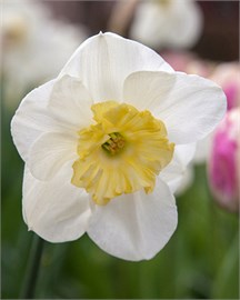 {{photo.Alt || photo.Description || 'Нарцисс Papillon Blanc'}}