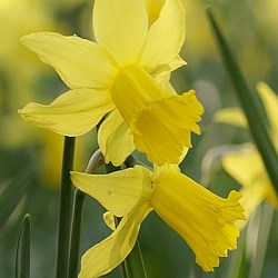 {{photo.Alt || photo.Description || 'Нарцисс February Gold'}}