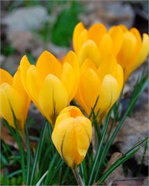 {{photo.Alt || photo.Description || 'Крокус Golden Yellow'}}