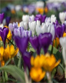 {{photo.Alt || photo.Description || 'Крокус Grootbloemig/ Large flowering Mix'}}