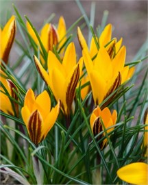 {{photo.Alt || photo.Description || 'Крокус angustifolius'}}