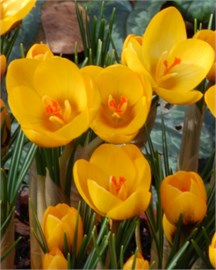 {{photo.Alt || photo.Description || 'Крокус chr. Goldilocks'}}
