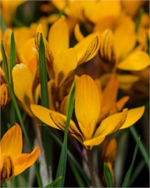 {{photo.Alt || photo.Description || 'Крокус Orange Monarch'}}