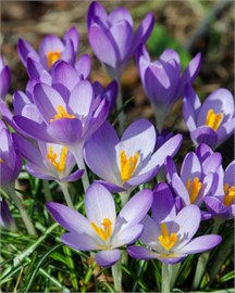 {{photo.Alt || photo.Description || 'Крокус tommasinianus'}}