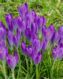 {{photo.Alt || photo.Description || 'Крокус tommasinianus Barr's Purple'}}
