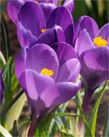 {{photo.Alt || photo.Description || 'Крокус tommasinianus Ruby Giant'}}