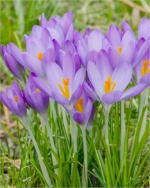 {{photo.Alt || photo.Description || 'Крокус tommasinianus Whitewell Purple'}}