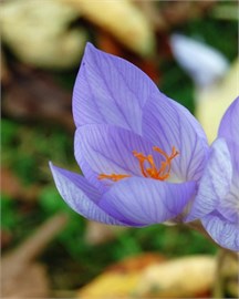 {{photo.Alt || photo.Description || 'Крокус sativus'}}