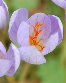 {{photo.Alt || photo.Description || 'Крокус speciosus Conqueror'}}