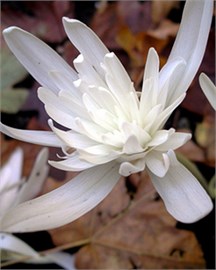{{photo.Alt || photo.Description || 'Колхикум autumnale Alboplenum'}}