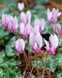 {{photo.Alt || photo.Description || 'Цикламен hederifolium'}}