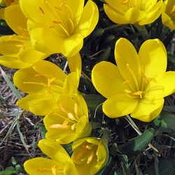 {{photo.Alt || photo.Description || 'Штернбергия lutea'}}