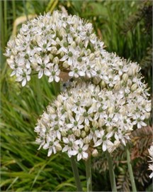 {{photo.Alt || photo.Description || 'Лук декоративный nigrum (multibulbosum)'}}