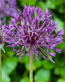 {{photo.Alt || photo.Description || 'Лук декоративный Purple Rain'}}