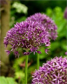 {{photo.Alt || photo.Description || 'Лук декоративный Violet Beauty'}}