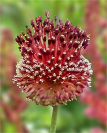 {{photo.Alt || photo.Description || 'Лук декоративный Red Mohican'}}