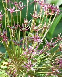 {{photo.Alt || photo.Description || 'Лук декоративный Toabago (Spider)'}}