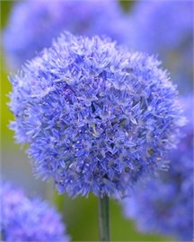 {{photo.Alt || photo.Description || 'Лук декоративный caeruleum'}}