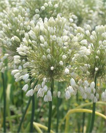 {{photo.Alt || photo.Description || 'Лук декоративный convallarioides White'}}