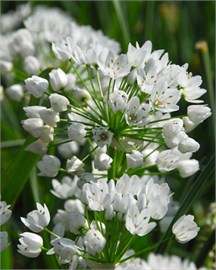 {{photo.Alt || photo.Description || 'Лук декоративный neapolitanum'}}