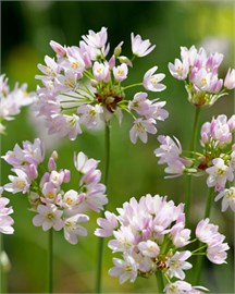 {{photo.Alt || photo.Description || 'Лук декоративный roseum'}}