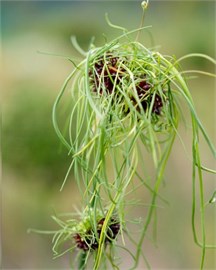 {{photo.Alt || photo.Description || 'Лук декоративный vineale Hair'}}