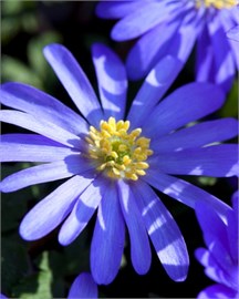 {{photo.Alt || photo.Description || 'Ветреница blanda Blue Shades'}}