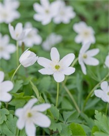 {{photo.Alt || photo.Description || 'Ветреница nemorosa'}}