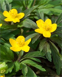 {{photo.Alt || photo.Description || 'Ветреница ranunculoides'}}