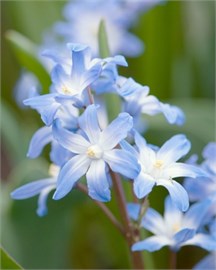 {{photo.Alt || photo.Description || 'Хионодокса forbesii Blue Giant'}}