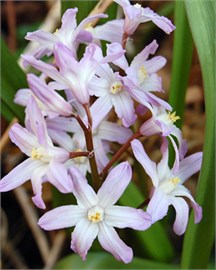 {{photo.Alt || photo.Description || 'Хионодокса forbesii Pink Giant'}}