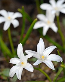 {{photo.Alt || photo.Description || 'Хионодокса luciliae Alba'}}