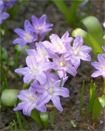{{photo.Alt || photo.Description || 'Хионодокса Violet Beauty'}}