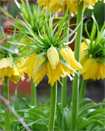 {{photo.Alt || photo.Description || 'Рябчик imp. Maxima Lutea'}}