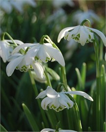 {{photo.Alt || photo.Description || 'Подснежник nivalis Flore Pleno'}}