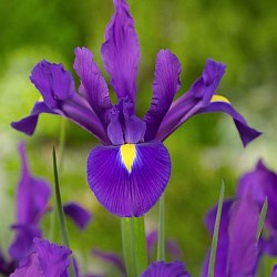 {{photo.Alt || photo.Description || 'Ирис Purple Sensation'}}